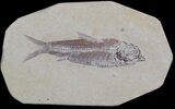 Knightia Fossil Fish - Wyoming #36866-1